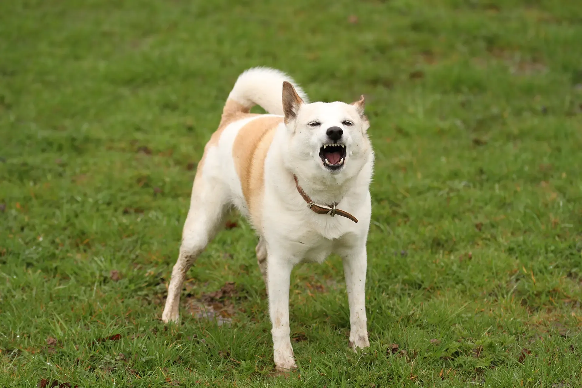 Common Injuries In Dog Attack Lawsuits Common Injuries In Dog Attack Lawsuits