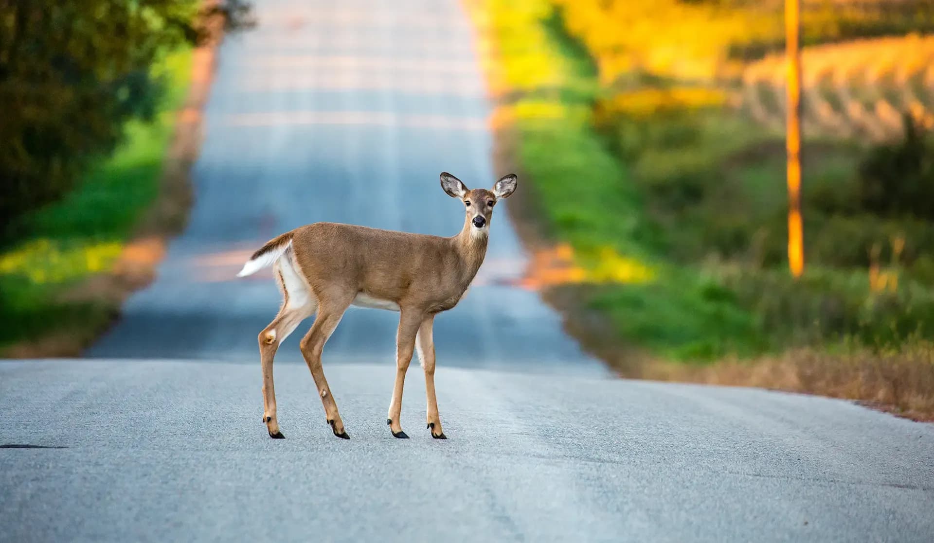 Deer Crashes Illinois Deer Crashes Illinois