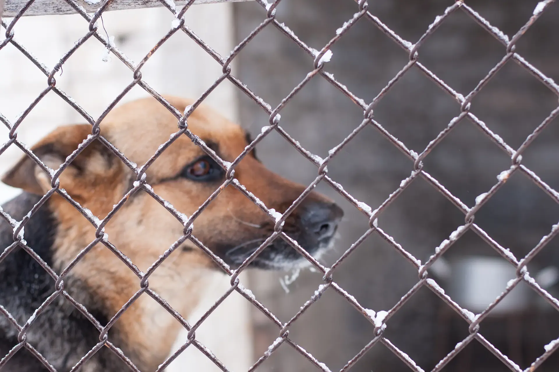 Dog Attacks Pits Illinois Pet Owners Dog Attacks Pits Illinois Pet Owners