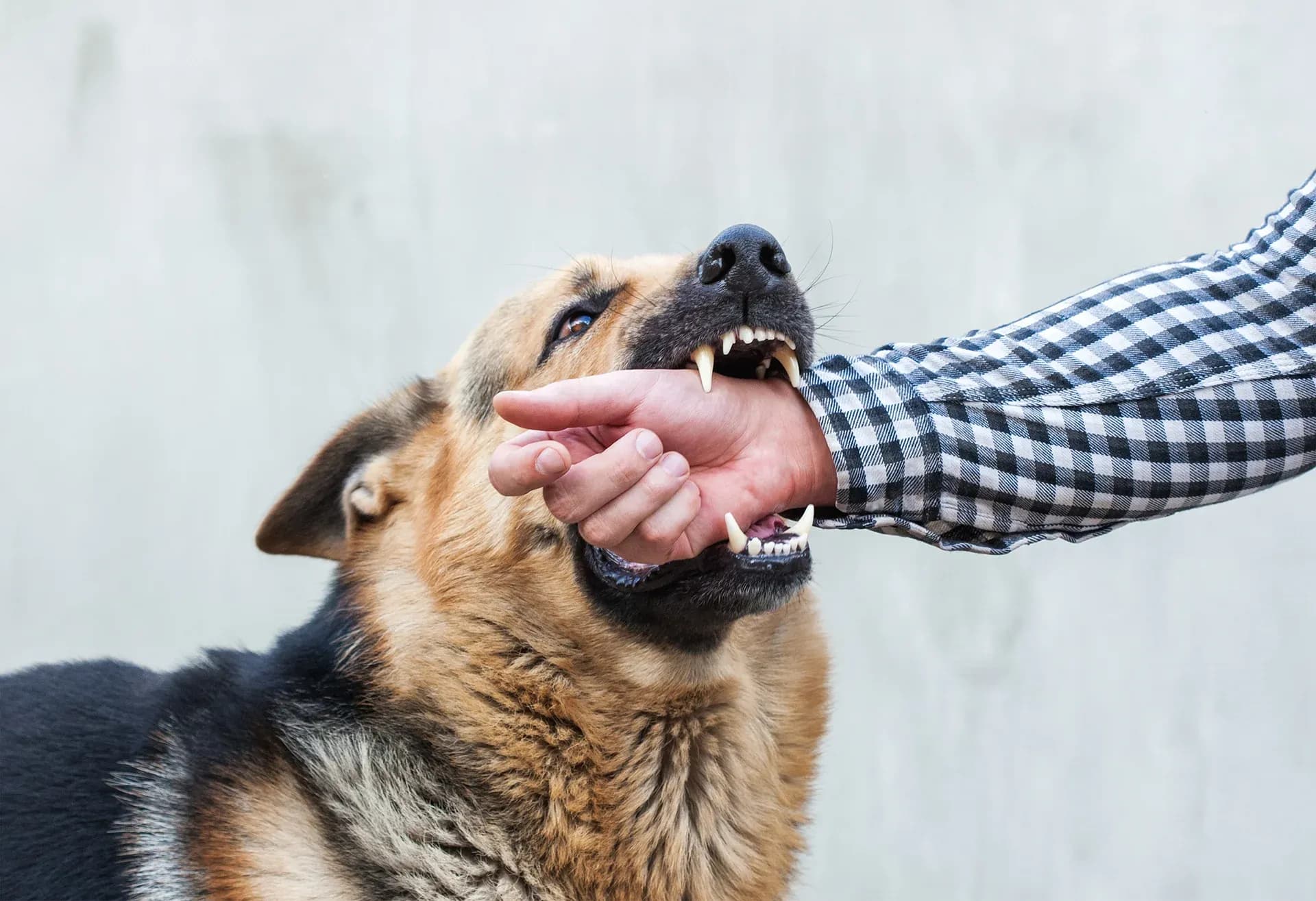 How To Protect Your Rights After A Dog Bite In Illinois How To Protect Your Rights After A Dog Bite In Illinois
