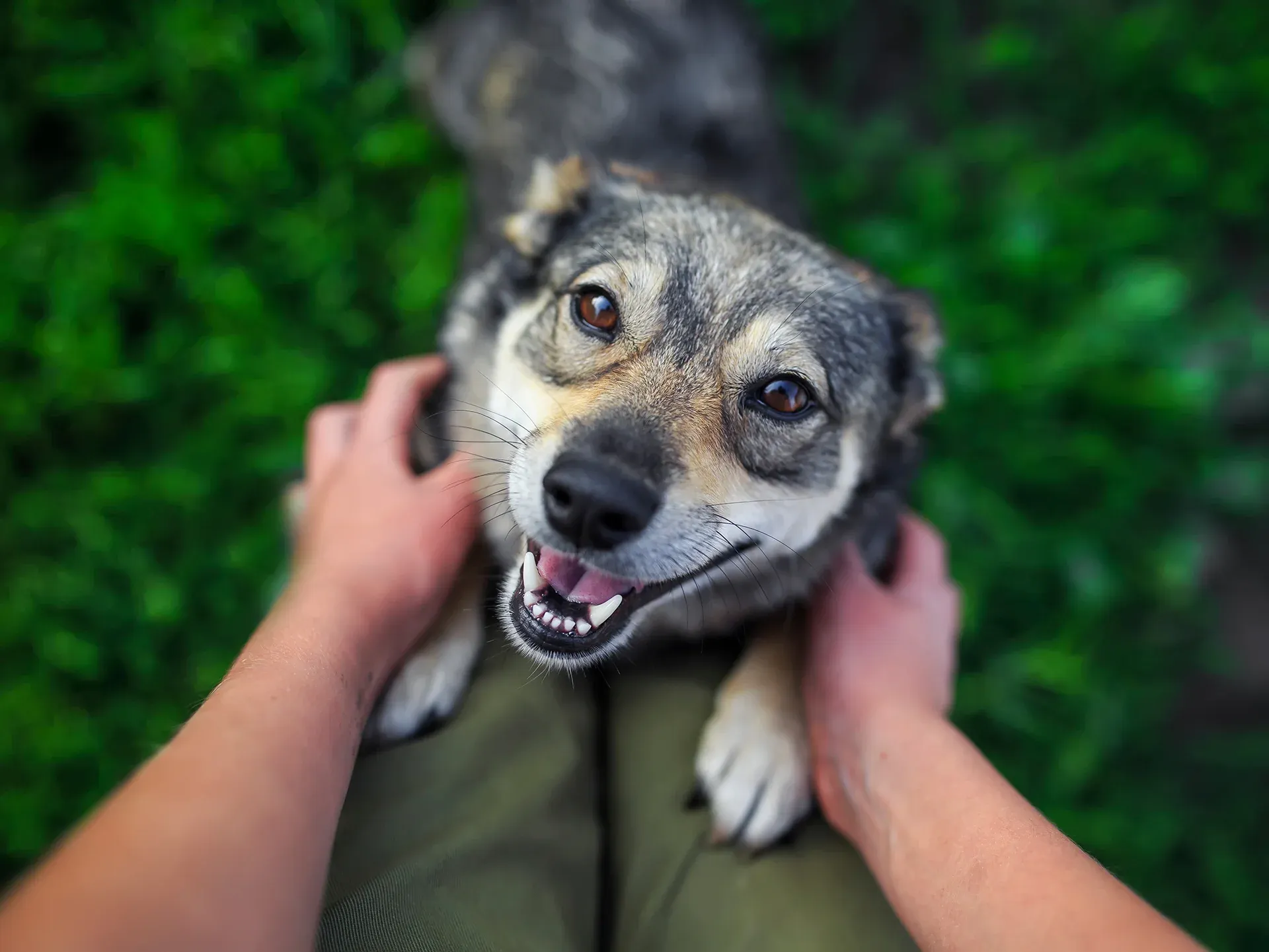 Illinois Law Regarding Non Bite Injuries Caused By A Dog Illinois Law Regarding Non Bite Injuries Caused By A Dog