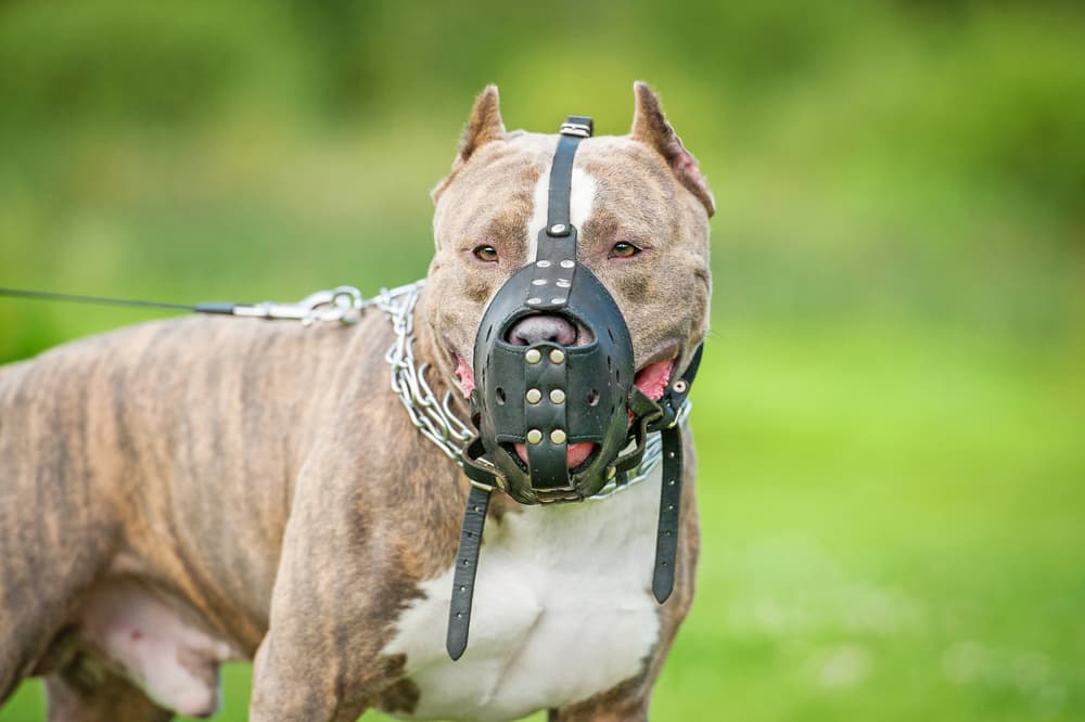 New Dog Bite Legislation In Illinois New Dog Bite Legislation In Illinois